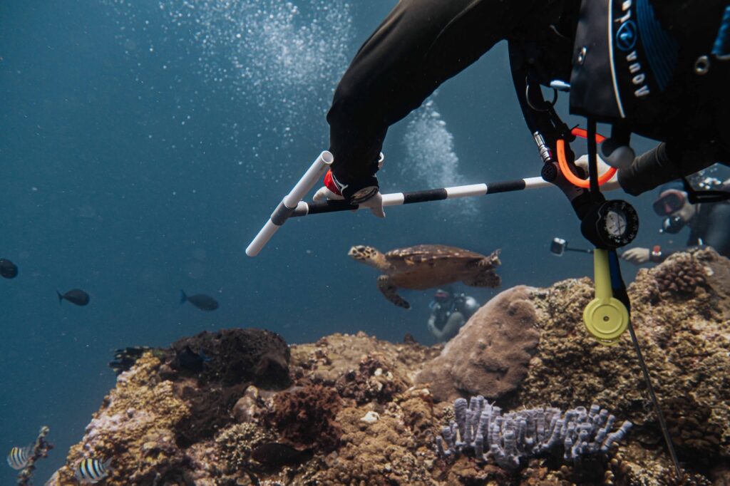 Diver monitoring a sea turtle underwater during identification work in Nusa Penida
