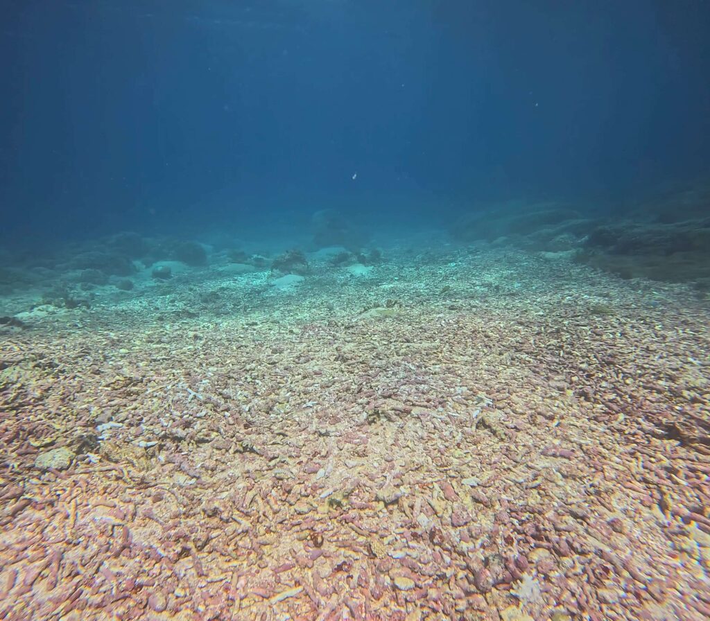 Coral rubble covering much of the seabed at Project Laut Restoration Patch in Nusa Penida in January 2024.